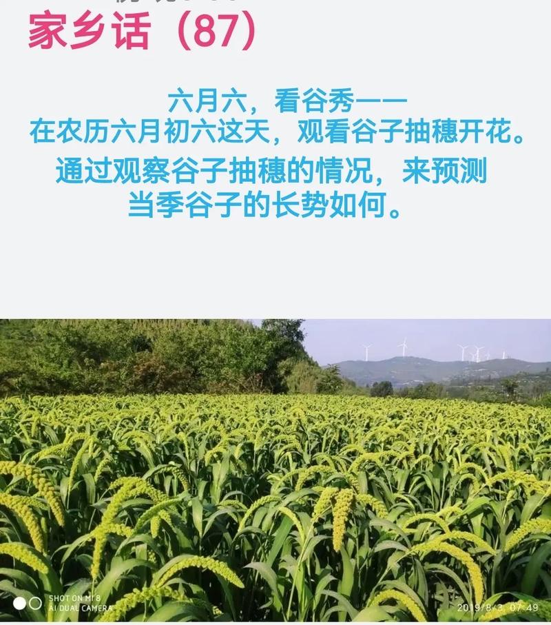六月六，看谷秀 谷秀科技与传统文化的美妙和鸣